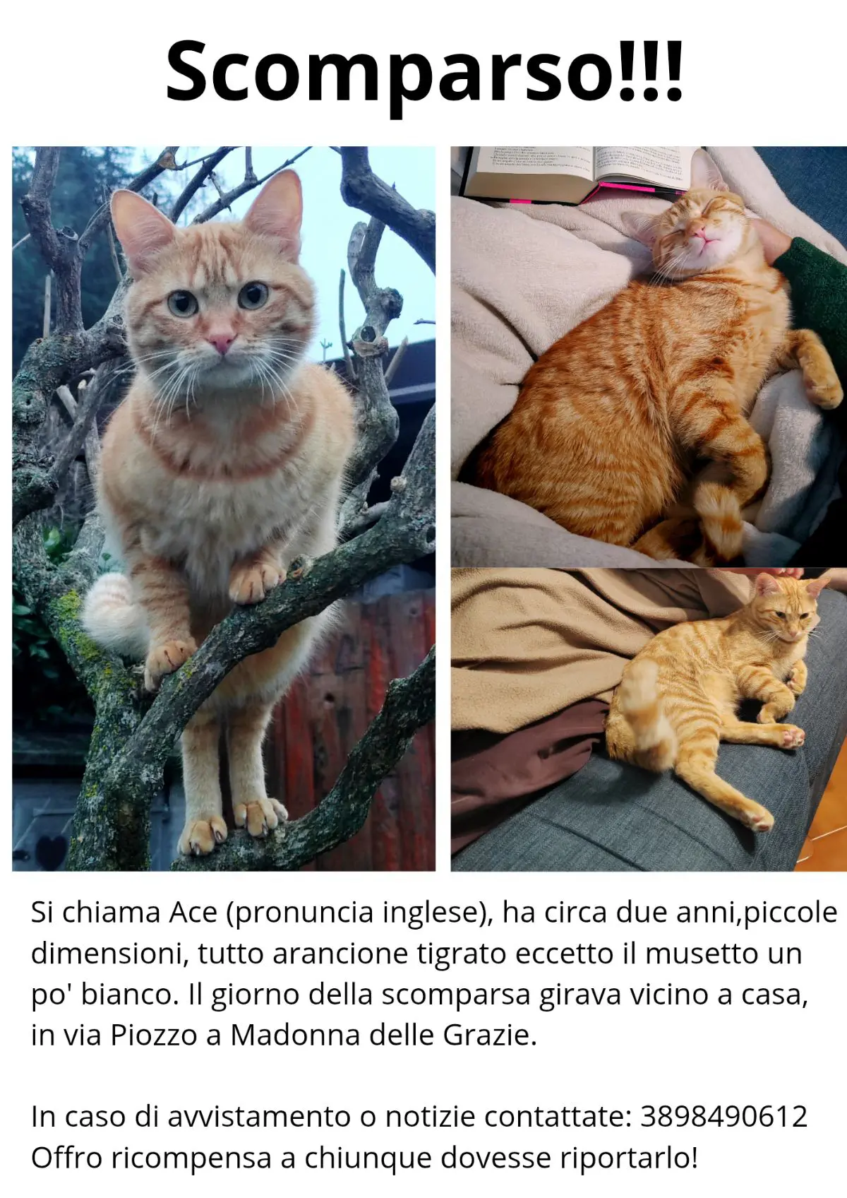 gatto lost   12100 Coni Ace (pronuncia "eis")